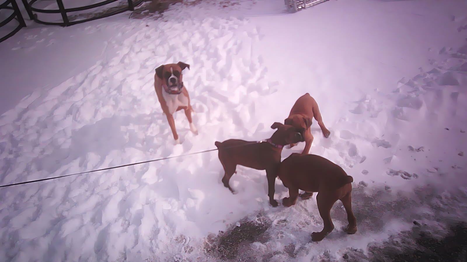 Why Boxers Make Good Family Pets" Section
