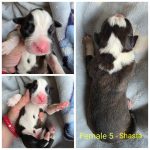Female 5 - Shasta