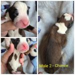 Male 2 - Chance