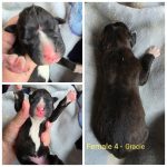 Female 4 - Gracie