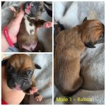 Male 1 - Balboa