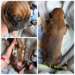 Male 3 - Baccus